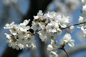 20250330 桜④.JPGのサムネイル画像
