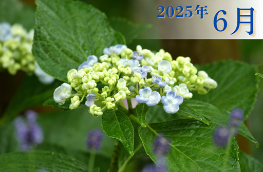 6月度営業カレンダー